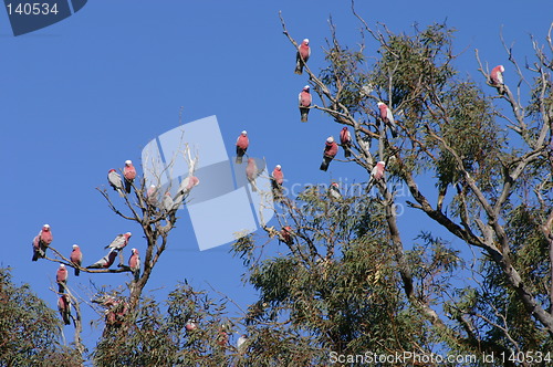 Image of pink parrots on tree