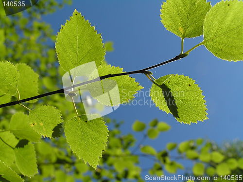 Image of Tree branches