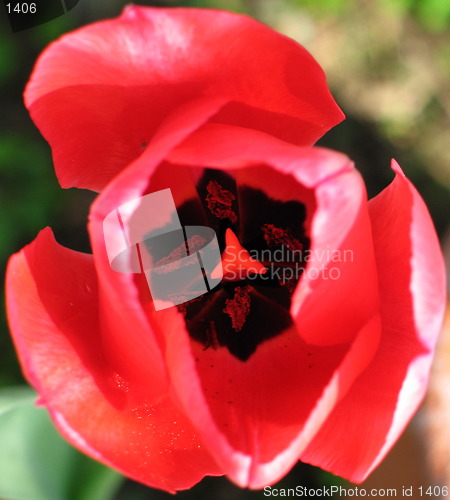 Image of Flower top