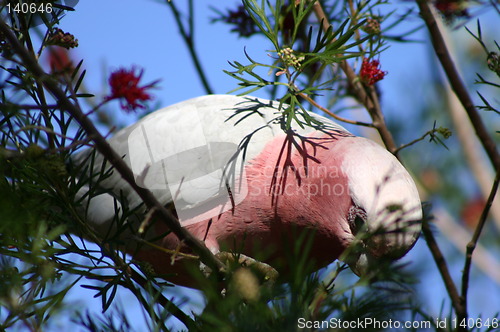 Image of pink parrot at tree