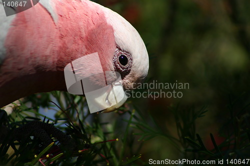 Image of pink parrot