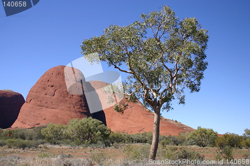 Image of the olgas