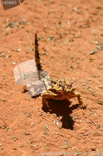 Image of thorny devil