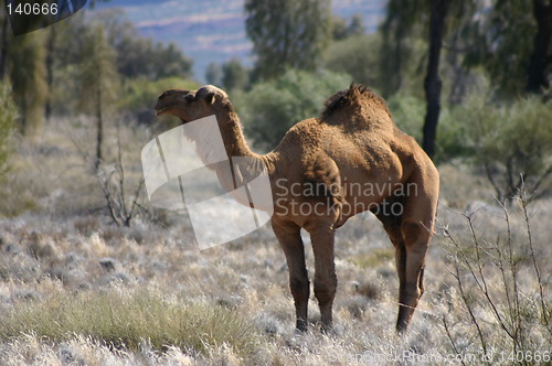 Image of wild australian camel