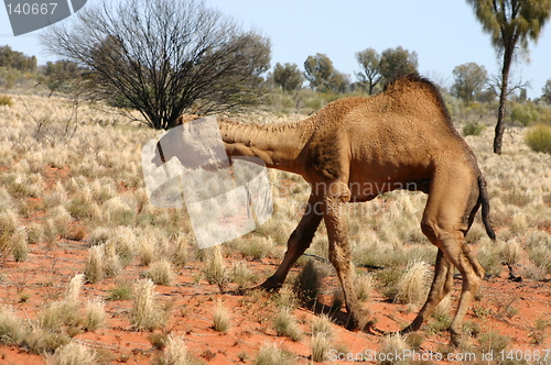 Image of wild australian camel