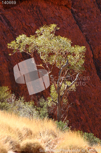 Image of tree at olgas