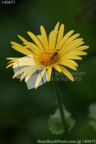 Image of Yellow flower with insect