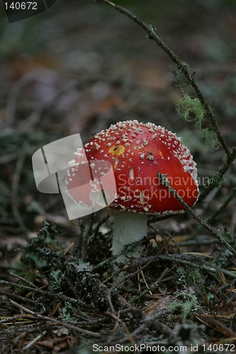 Image of Fly agaric