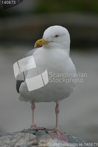 Image of Gull