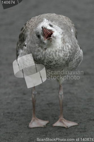 Image of Young gull