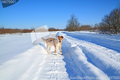 Image of redhead dog on winter road