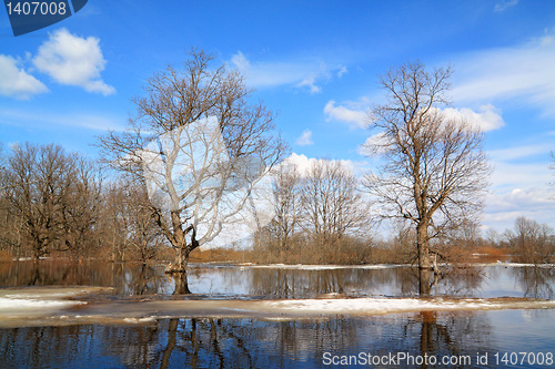 Image of spring flood in oak wood 