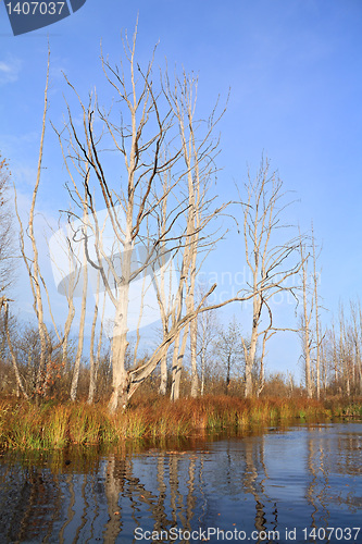 Image of dry tree on coast river