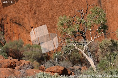 Image of tree at ayers rock