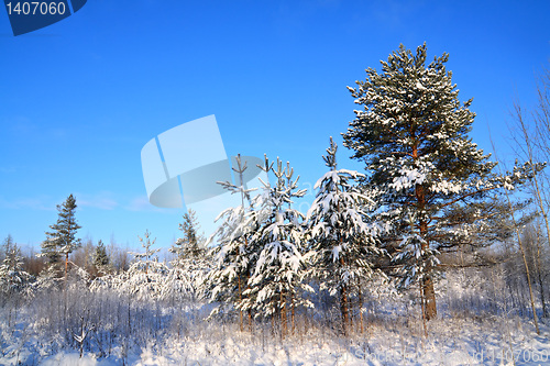 Image of pine wood under blue sky