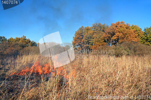 Image of fire in herb near oak wood
