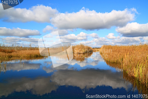 Image of yellow reed on coast lake