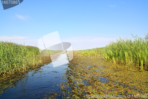 Image of bulrush in marsh