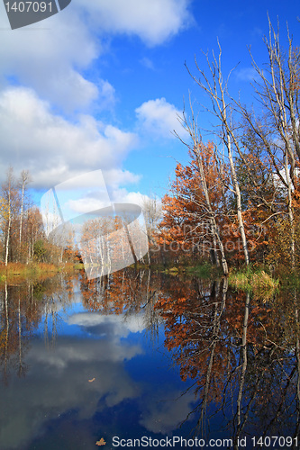 Image of oak wood on coast river