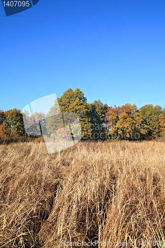 Image of oak copse on autumn field