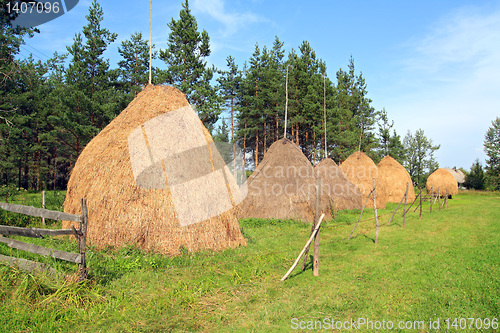 Image of stack hay near pine wood 