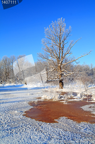 Image of snow oak in red water