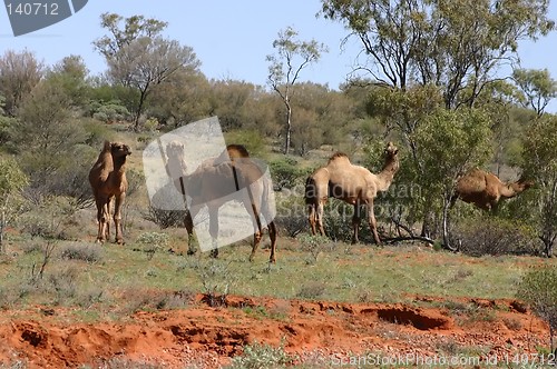 Image of wild camels