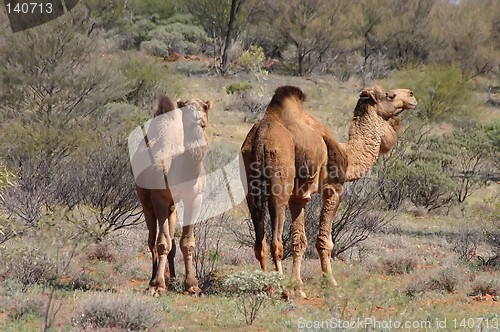 Image of wild australian camels