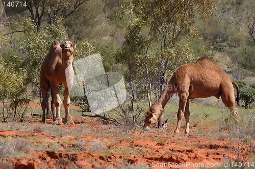 Image of wild australian camels