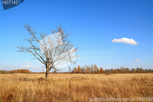 Image of yellow oak on autumn field 