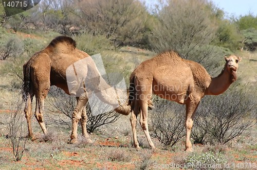 Image of wild australian camels