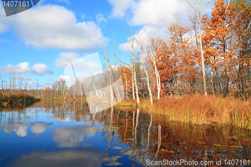 Image of autumn wood on coast river