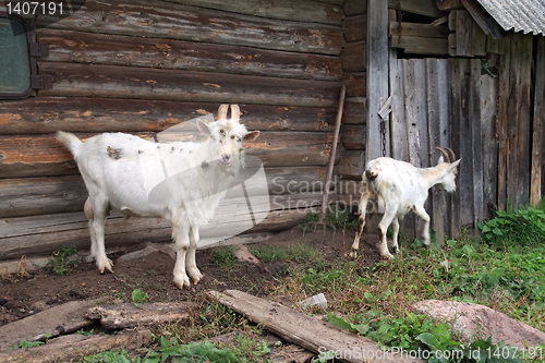 Image of nanny goat near rural building