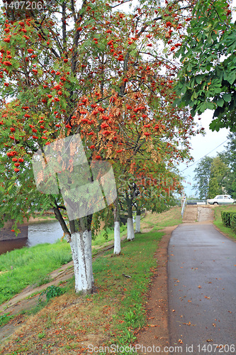 Image of tree of rowanberry in town park