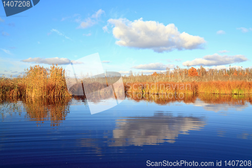 Image of yellow reed on small lake