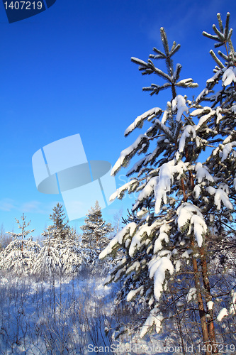 Image of pine in snow