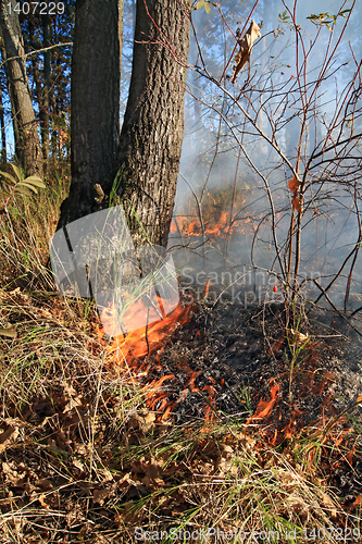 Image of fire in wood 