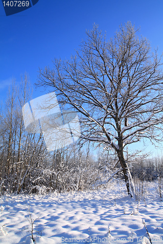 Image of tree in snow on celestial background 