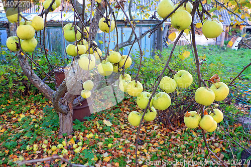 Image of apple on branch in autumn garden