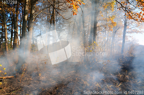 Image of fire in wood 