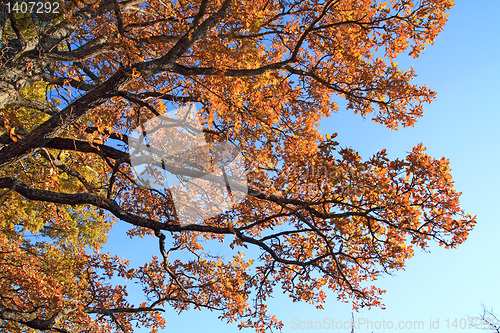 Image of oak branches on celestial background