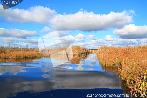 Image of yellow reed on small lake