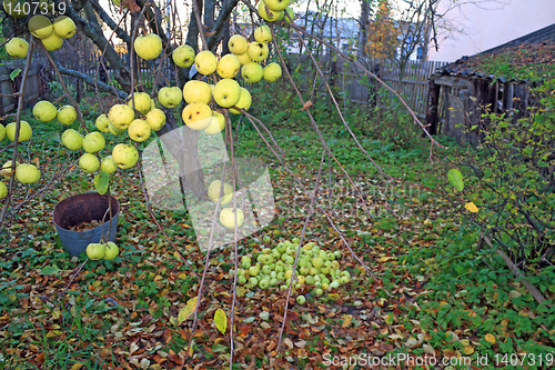 Image of apple on branch in autumn garden