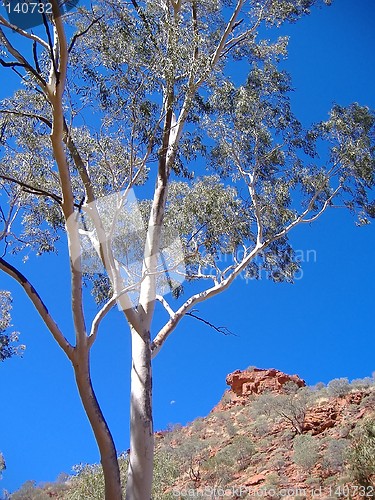 Image of tree at kings canyon