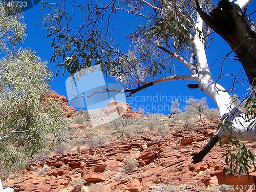 Image of tree at kings canyon