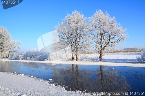 Image of two oaks on coast river