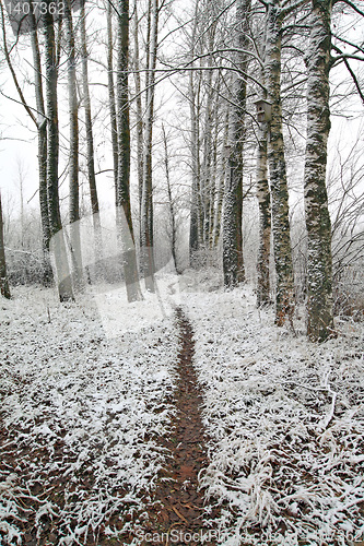 Image of wet lane in winter park