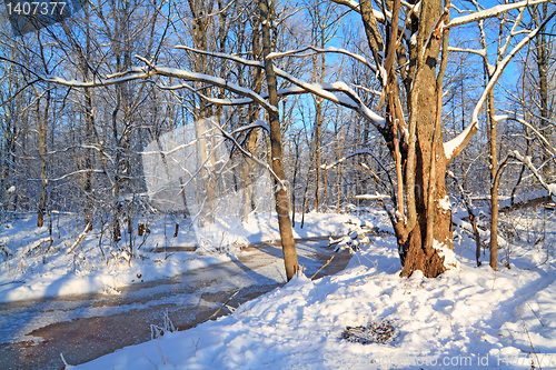 Image of freeze creek in oak wood 