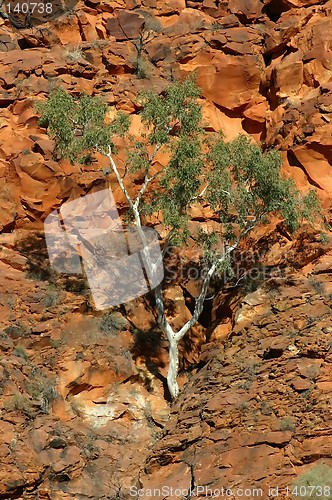 Image of tree in mountain