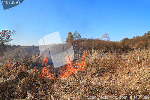 Image of fire in herb near oak wood 